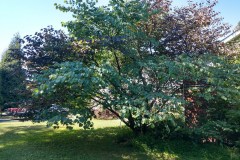 IMG_20200727_102448135_HDR